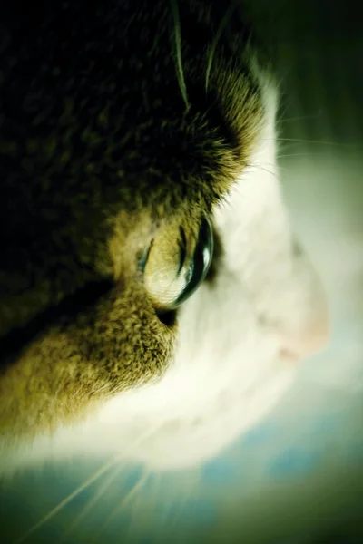 Ufuk detay fotoğraf kedi yüz.