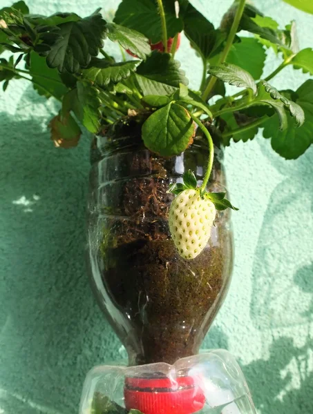 Çilek geri dönüşümlü Pet şişe tencerede olgunlaşma.