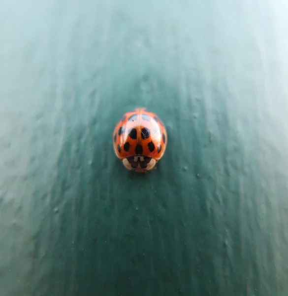 Mavi arka planda Ladybird.