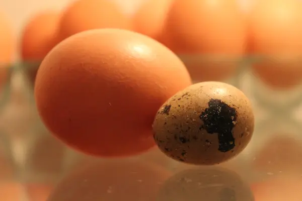 taze tavuk ve Bıldırcın yumurta pişirmeye hazır.