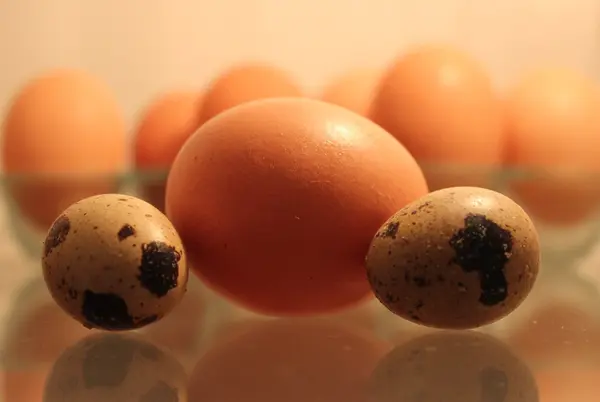 taze tavuk ve Bıldırcın yumurta pişirmeye hazır.