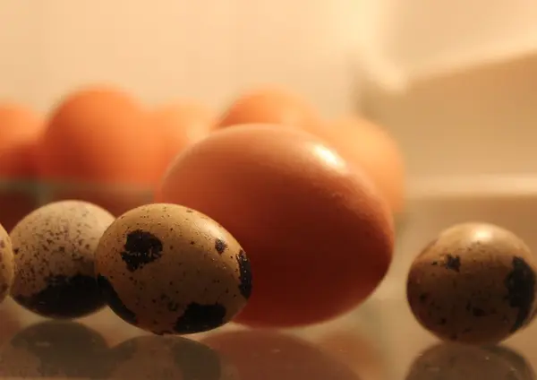 taze tavuk ve Bıldırcın yumurta pişirmeye hazır.