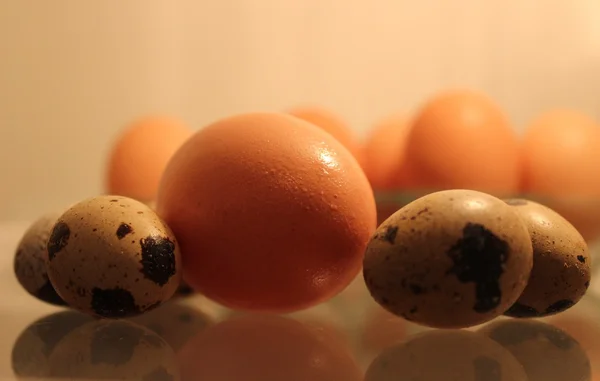 taze tavuk ve Bıldırcın yumurta pişirmeye hazır.