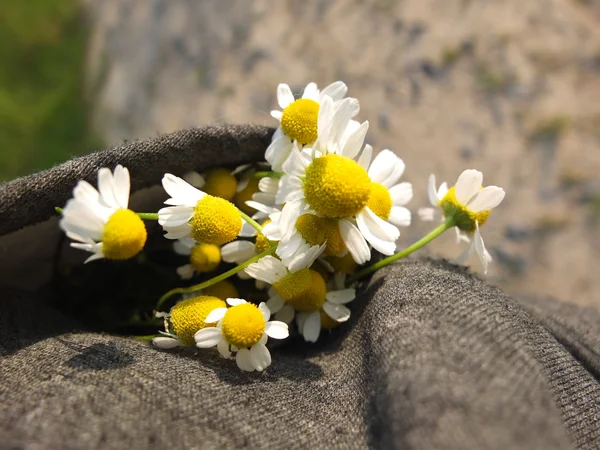taze bahar çiçekleri papatya topladım.