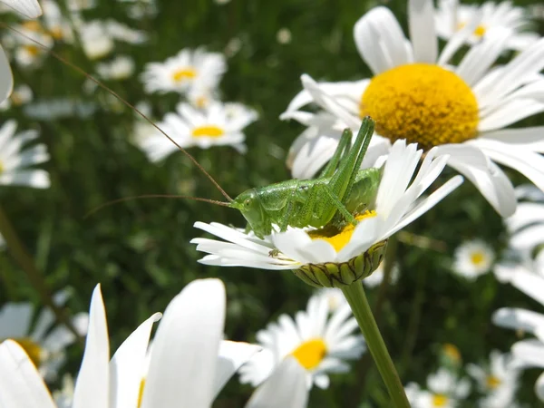 Cavalletta seduta in fiore margherite . — Foto Stock