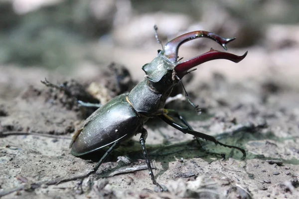 Stag beetle saldıran konumunda. — Stok fotoğraf