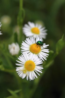 hata ile yaz çayır üzerinde papatya.