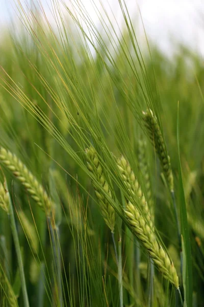 Yeşil buğday alan olgunlaşma.