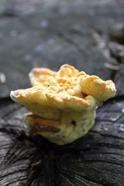 Mushroom kyckling i skogen på en stubbe. Royaltyfria Stockfoton