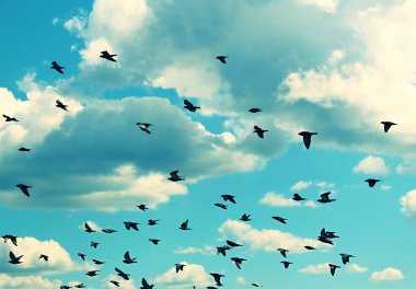 Mavi gökyüzünde uçan kuşlar.