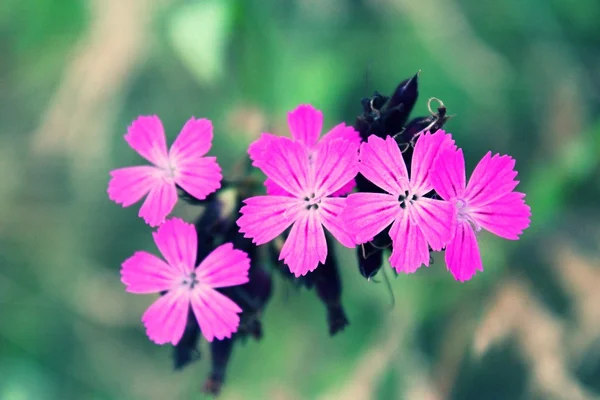 Kızlık pembe çiçek çayır on.