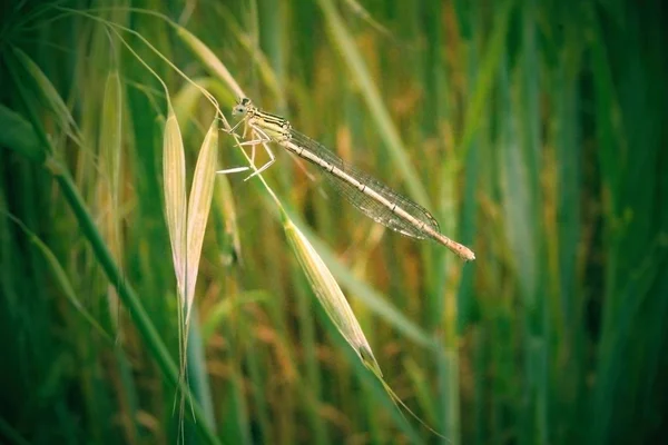 Libélula sentada na grama. — Fotografia de Stock