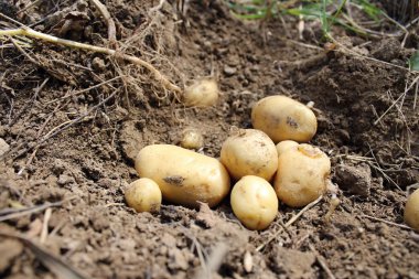 Taze patates alanını kazdık.