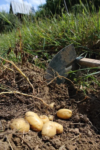 Taze patates alanını kazdık.