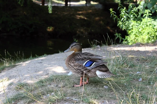Göl kenarında oturan ördek.