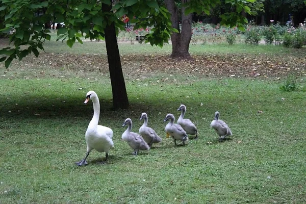 Passerar swan med kycklingar i parken. — Stockfoto