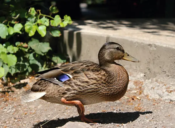 Göl kenarında oturan ördek.