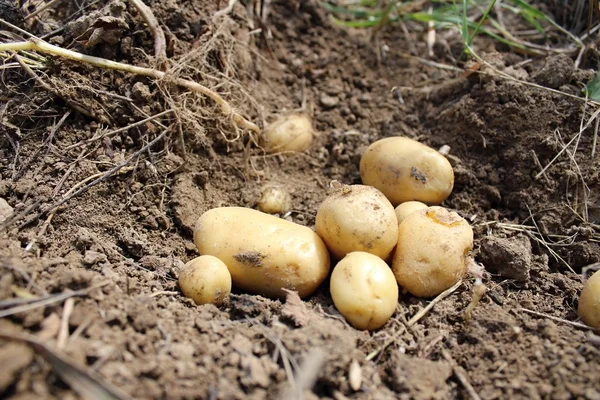 Taze patates alanını kazdık.
