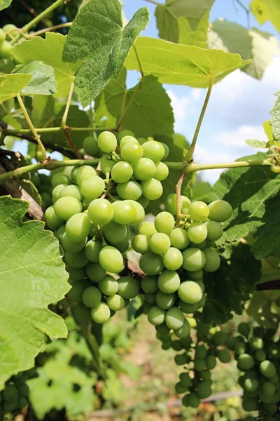 Meydanda olgunlaşan üzümler.