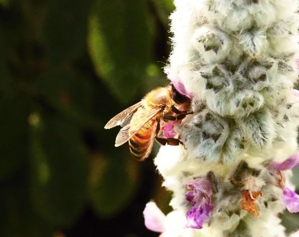 Arı çiçek toplama polen.