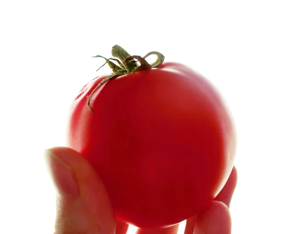 Yaz aylarında elinde taze kırmızı domates.