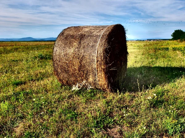 Saman sonbahar biçilmis alanında paket.