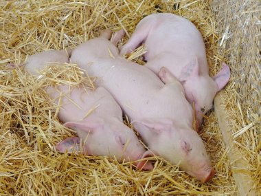 Genç domuz ahırı saman üstünde uyumak.