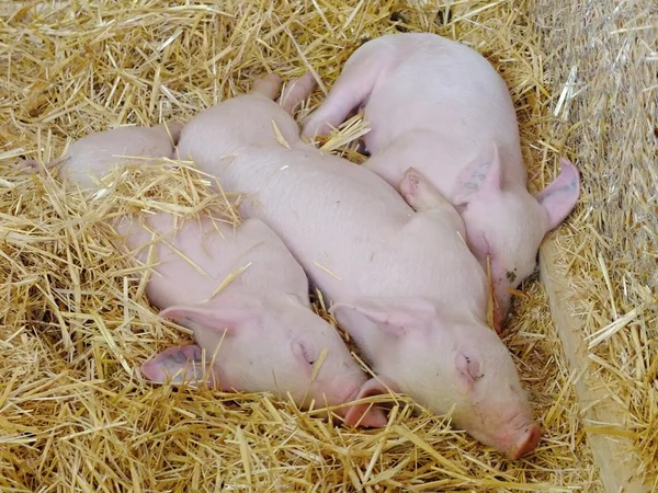 Genç domuz ahırı saman üstünde uyumak.