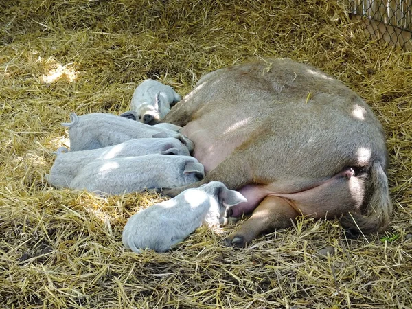 Pig nursing piglets on straw in barn. — Stock Photo, Image