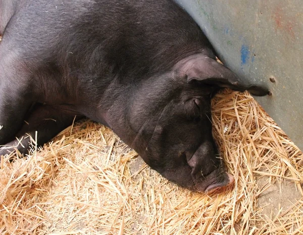 Κοιμισμένα μαύρα γουρούνια στο υπόστεγο — Φωτογραφία Αρχείου