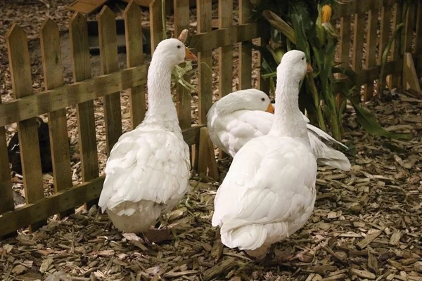 Белые бытовые гуси в сарае . — стоковое фото