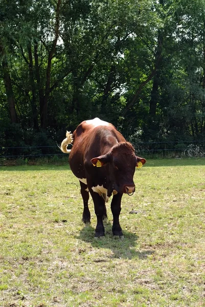 Güneşli bir çayırda otlayan boğa.