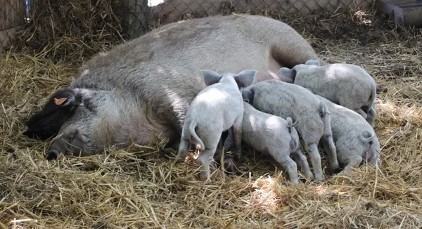 Pig nursing piglets on straw in barn. — Stock Photo, Image