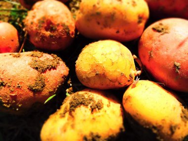 Yerden çıkardılar taze kırmızı ve sarı patates.