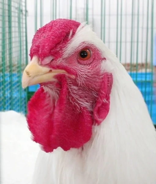 Horoz kafası detay.