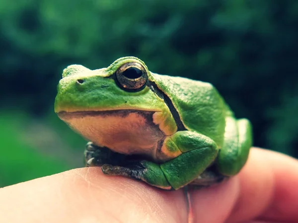 Regn grodan. — Stockfoto