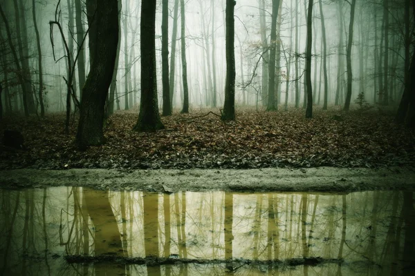 Suya yansıyan ağaçlar.