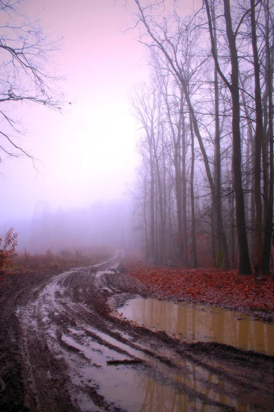 Karanlık orman sisli.
