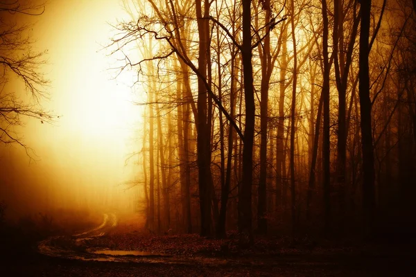 Karanlık orman sisli.