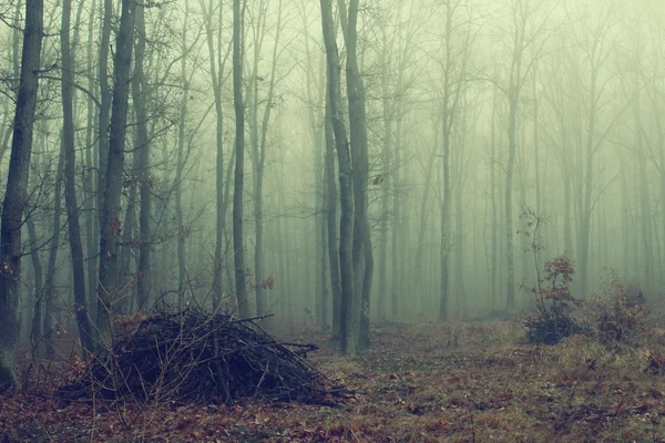 Dunkler Wald im Nebel. lizenzfreie Stockfotos