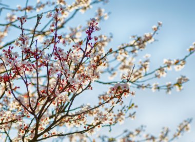 Mavi gökyüzü arka plan bahar çiçek beyaz kiraz brunch
