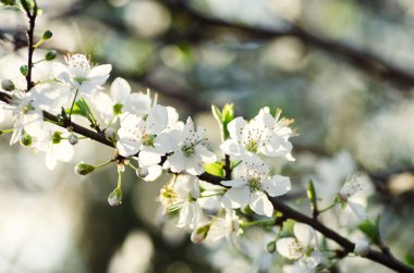 Çiçek açan güzel brunch bahar kiraz çiçekleri