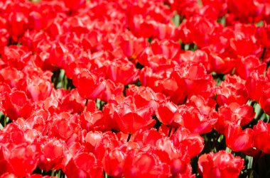 Bahar alanlar üzerinde muhteşem kırmızı saçaklı Lale