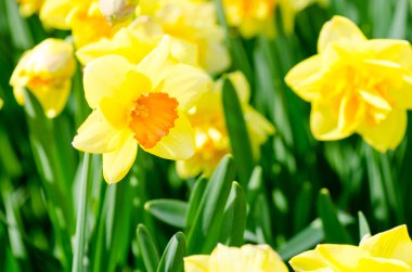 Yeşil zemin üzerine parlak sarı nergis