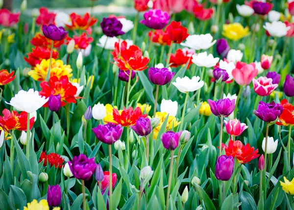 Bright flower bed full of colorful parrot tulips