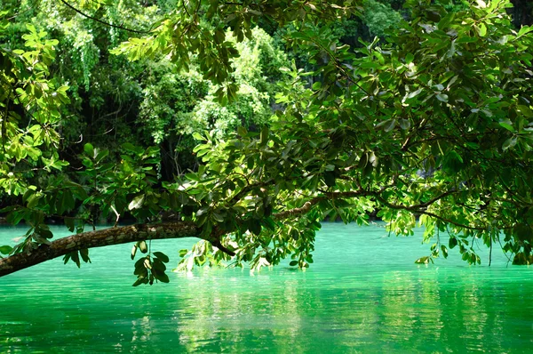 Acqua tropicale verde con albero — Foto Stock