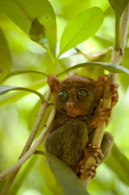 small tarsier on the tree branch clipart