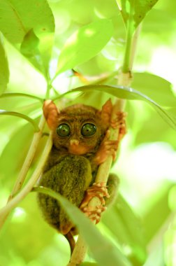 ağaç dalı üzerinde küçük tarsier