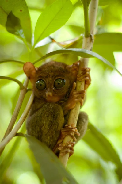 Kleine tarsier op de boomtak — Stockfoto