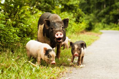 cute pig with piglets on countryside road clipart